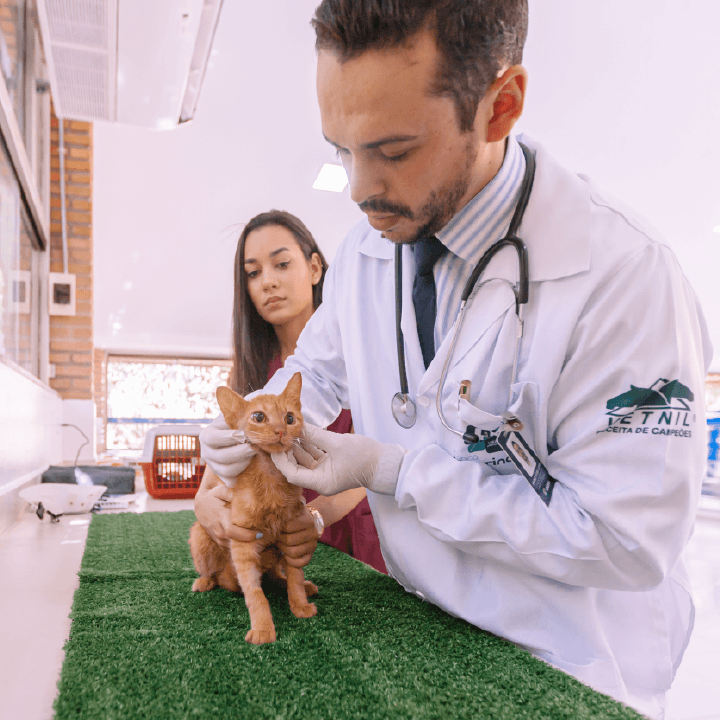 clínica veterinária