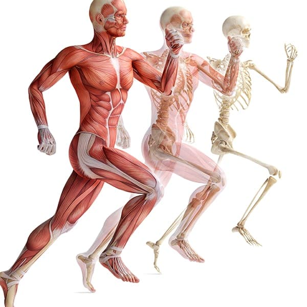 Imagem Anatomia do Aparelho Locomotor