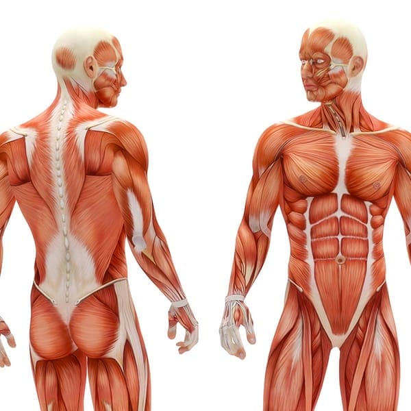 Imagem Anatomia dos Sistemas